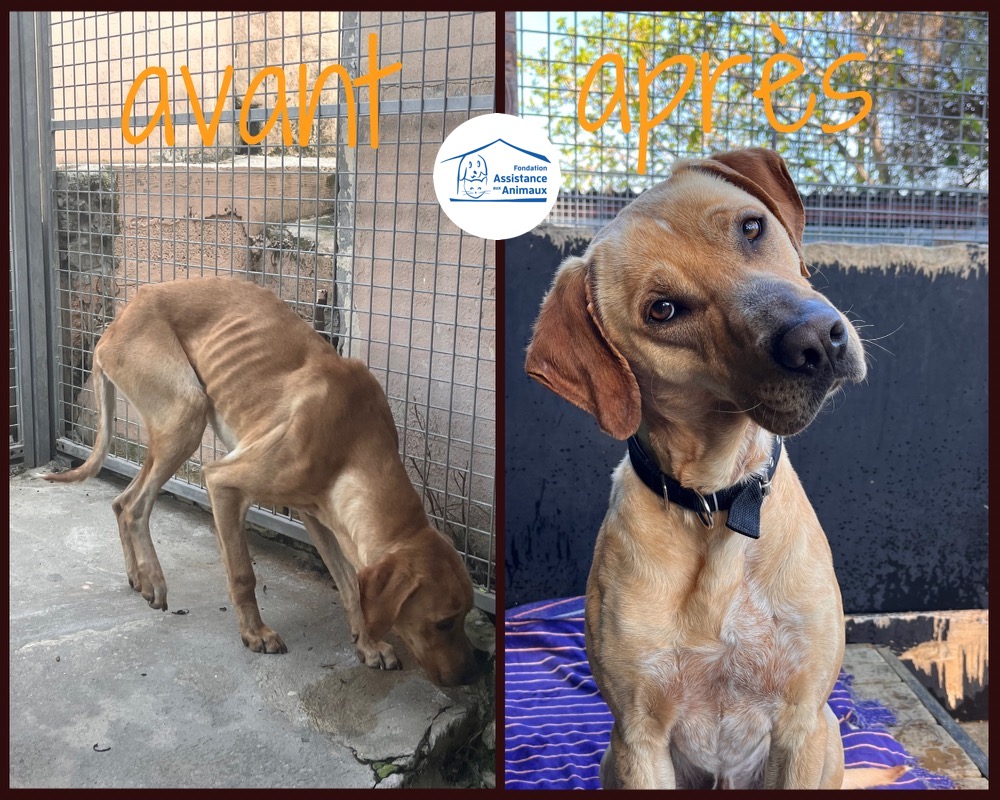 Transformation d'un chien sauvé